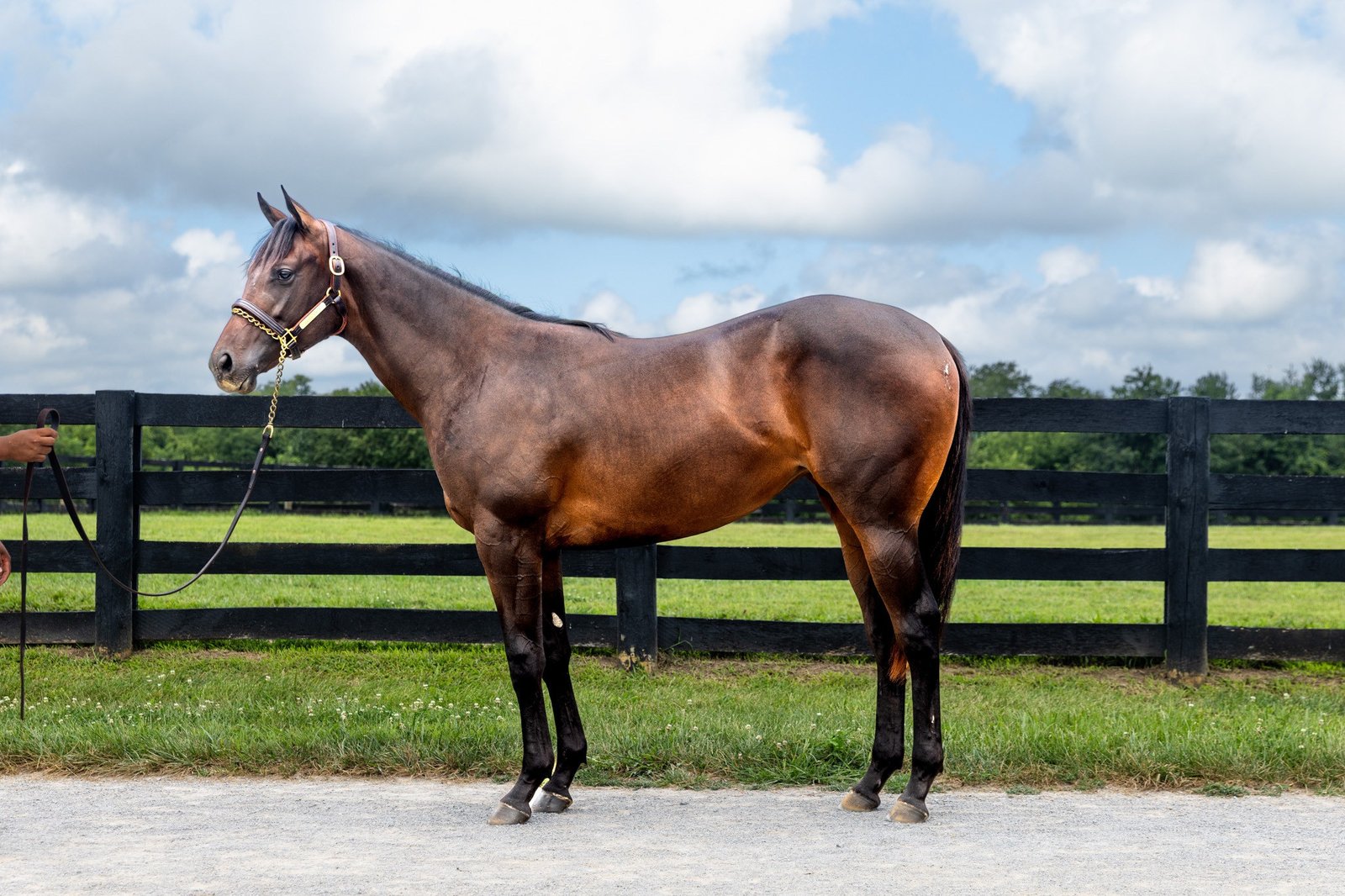 Forte × Paper Rings filly, Sierra Leone partnership