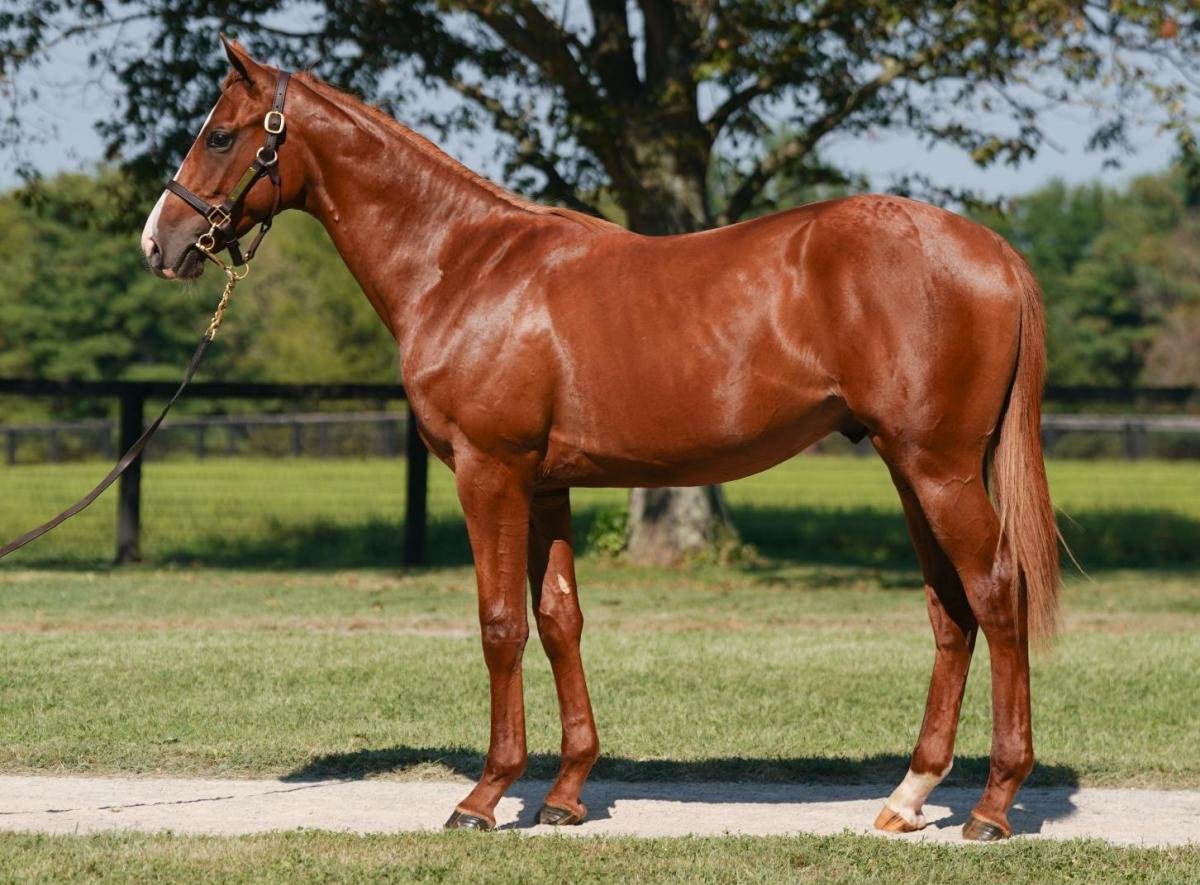 Justify × Proper Mad